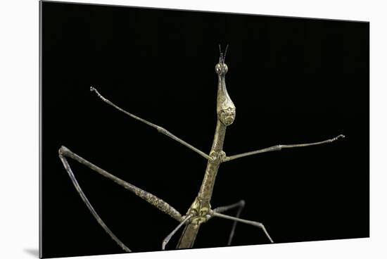 Proscopia Luceomaculata (Stick Grasshopper)-Paul Starosta-Mounted Photographic Print