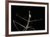 Proscopia Luceomaculata (Stick Grasshopper)-Paul Starosta-Framed Photographic Print