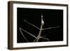 Proscopia Luceomaculata (Stick Grasshopper)-Paul Starosta-Framed Photographic Print