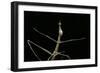 Proscopia Luceomaculata (Stick Grasshopper)-Paul Starosta-Framed Photographic Print