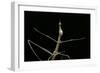 Proscopia Luceomaculata (Stick Grasshopper)-Paul Starosta-Framed Photographic Print