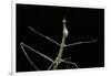 Proscopia Luceomaculata (Stick Grasshopper)-Paul Starosta-Framed Photographic Print