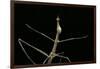 Proscopia Luceomaculata (Stick Grasshopper)-Paul Starosta-Framed Photographic Print