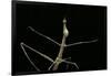 Proscopia Luceomaculata (Stick Grasshopper)-Paul Starosta-Framed Photographic Print