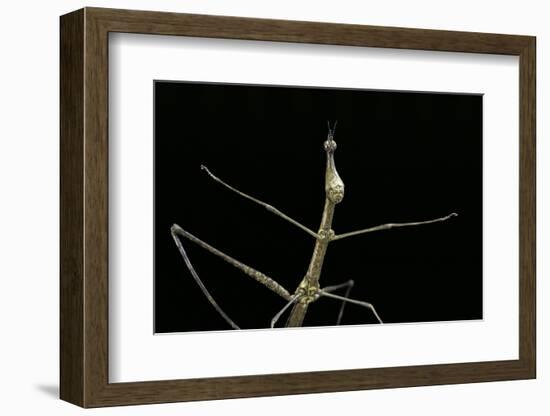 Proscopia Luceomaculata (Stick Grasshopper)-Paul Starosta-Framed Photographic Print