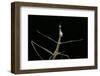 Proscopia Luceomaculata (Stick Grasshopper)-Paul Starosta-Framed Photographic Print