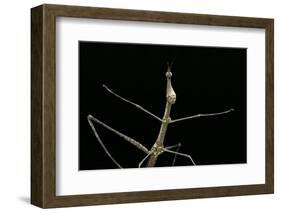 Proscopia Luceomaculata (Stick Grasshopper)-Paul Starosta-Framed Photographic Print