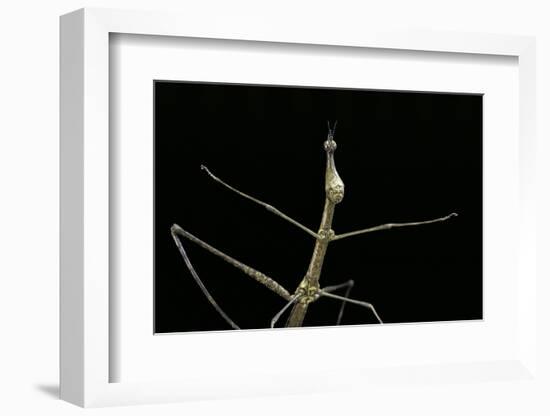 Proscopia Luceomaculata (Stick Grasshopper)-Paul Starosta-Framed Photographic Print