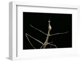 Proscopia Luceomaculata (Stick Grasshopper)-Paul Starosta-Framed Photographic Print