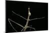 Proscopia Luceomaculata (Stick Grasshopper)-Paul Starosta-Mounted Photographic Print