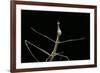 Proscopia Luceomaculata (Stick Grasshopper)-Paul Starosta-Framed Photographic Print