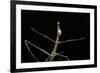 Proscopia Luceomaculata (Stick Grasshopper)-Paul Starosta-Framed Photographic Print