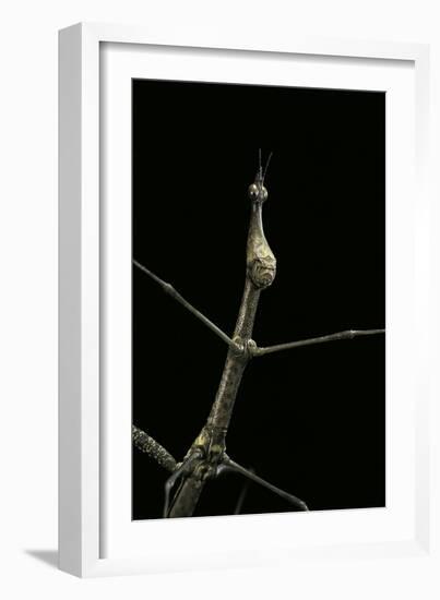 Proscopia Luceomaculata (Stick Grasshopper)-Paul Starosta-Framed Photographic Print