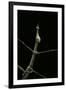 Proscopia Luceomaculata (Stick Grasshopper)-Paul Starosta-Framed Photographic Print