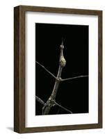 Proscopia Luceomaculata (Stick Grasshopper)-Paul Starosta-Framed Photographic Print