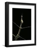 Proscopia Luceomaculata (Stick Grasshopper)-Paul Starosta-Framed Photographic Print