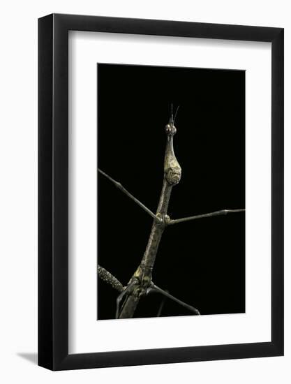 Proscopia Luceomaculata (Stick Grasshopper)-Paul Starosta-Framed Photographic Print