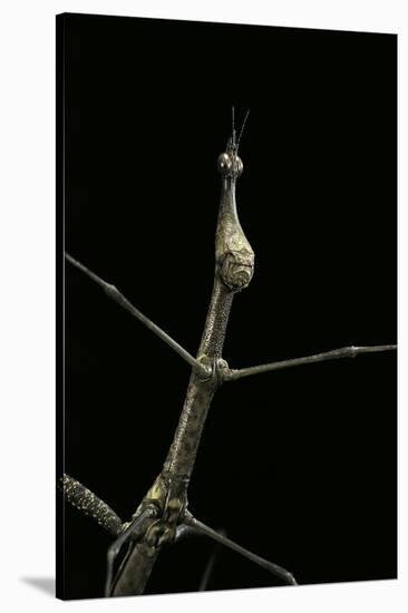 Proscopia Luceomaculata (Stick Grasshopper)-Paul Starosta-Stretched Canvas