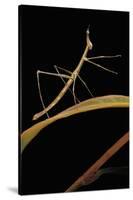 Proscopia Luceomaculata (Stick Grasshopper)-Paul Starosta-Stretched Canvas