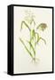 Proso Millet (Panicum Miliaceum), Artwork-Lizzie Harper-Framed Stretched Canvas