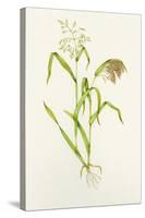 Proso Millet (Panicum Miliaceum), Artwork-Lizzie Harper-Stretched Canvas