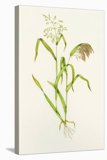 Proso Millet (Panicum Miliaceum), Artwork-Lizzie Harper-Stretched Canvas