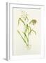 Proso Millet (Panicum Miliaceum), Artwork-Lizzie Harper-Framed Premium Photographic Print
