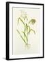 Proso Millet (Panicum Miliaceum), Artwork-Lizzie Harper-Framed Premium Photographic Print