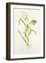 Proso Millet (Panicum Miliaceum), Artwork-Lizzie Harper-Framed Photographic Print