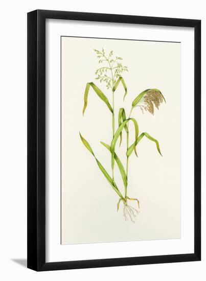 Proso Millet (Panicum Miliaceum), Artwork-Lizzie Harper-Framed Photographic Print