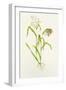 Proso Millet (Panicum Miliaceum), Artwork-Lizzie Harper-Framed Photographic Print