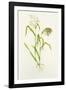 Proso Millet (Panicum Miliaceum), Artwork-Lizzie Harper-Framed Photographic Print