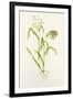 Proso Millet (Panicum Miliaceum), Artwork-Lizzie Harper-Framed Photographic Print