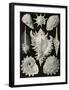 Prosobranchia Dorderkiemen-Ernst Haeckel-Framed Art Print