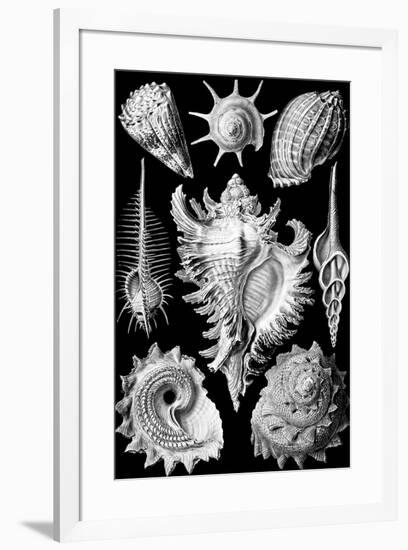 Prosobranchia Nature by Ernst Haeckel-null-Framed Art Print