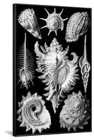 Prosobranchia Nature by Ernst Haeckel-null-Framed Art Print