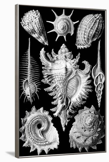 Prosobranchia Nature by Ernst Haeckel-null-Framed Art Print