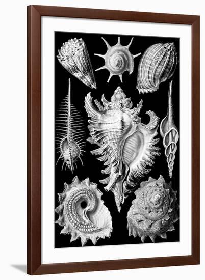 Prosobranchia Nature by Ernst Haeckel-null-Framed Art Print