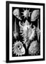 Prosobranchia Nature by Ernst Haeckel-null-Framed Art Print