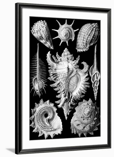 Prosobranchia Nature by Ernst Haeckel-null-Framed Art Print