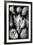 Prosobranchia Nature by Ernst Haeckel-null-Framed Art Print