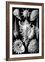 Prosobranchia Nature by Ernst Haeckel-null-Framed Art Print