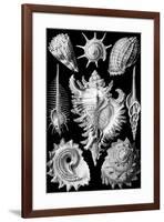 Prosobranchia Nature by Ernst Haeckel-null-Framed Art Print