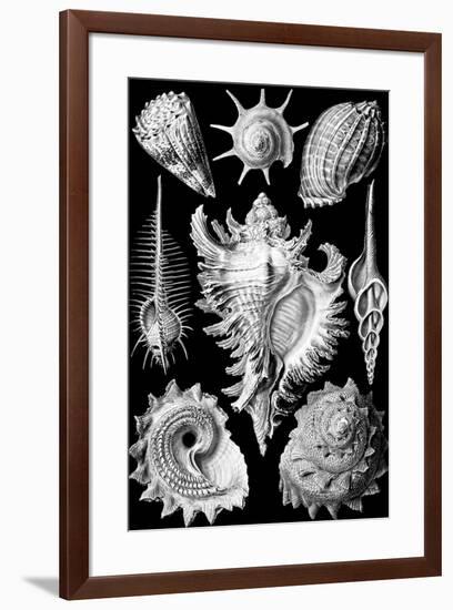 Prosobranchia Nature by Ernst Haeckel-null-Framed Art Print