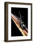 Prosopocoilus Giraffa (Giraffe Stag-Beetle) - Male-Paul Starosta-Framed Photographic Print