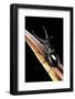 Prosopocoilus Giraffa (Giraffe Stag-Beetle) - Male-Paul Starosta-Framed Photographic Print