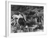 Prospector Travis Marlowe Continuing His Search in Superstition Mountains of Southern Arizona-Bill Ray-Framed Photographic Print