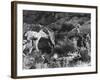 Prospector Travis Marlowe Continuing His Search in Superstition Mountains of Southern Arizona-Bill Ray-Framed Photographic Print