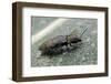 Prosternon Tessellatum (Click Beetle)-Paul Starosta-Framed Photographic Print