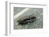 Prosternon Tessellatum (Click Beetle)-Paul Starosta-Framed Photographic Print